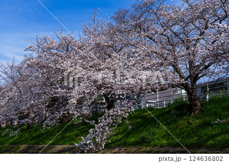 2025年春　奈良佐保の桜　奈良市中心部を流れる佐保川の堤防に植えられた美しい桜並木⑦ 124636802