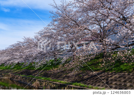 2025年春 奈良佐保の桜 奈良市中心部を流れる佐保川の堤防に植えられた美しい桜並木⑧ 2025年春 奈良佐保の桜 奈良市中心部を流れる佐保川の堤防に植えられた美しい桜並木⑧ 124636803