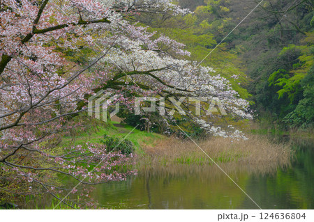 小雨の中、咲き誇る可憐な桜の花 小雨の中、咲き誇る可憐な桜の花 124636804