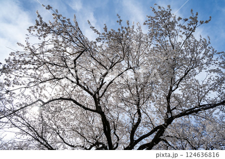 木曽川堤の桜　愛知県一宮 124636816