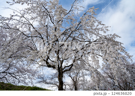 木曽川堤の桜　愛知県一宮 124636820