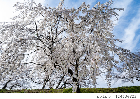 木曽川堤の桜　愛知県一宮 124636823