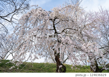 木曽川堤の桜　愛知県一宮 124636829