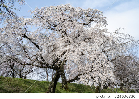 木曽川堤の桜　愛知県一宮 124636830