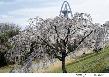 木曽川堤の桜 愛知県一宮 木曽川堤の桜 愛知県一宮 124636837