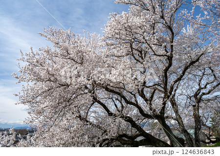 木曽川堤の桜　愛知県一宮 124636843