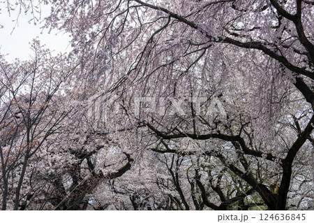 木曽川堤の桜　愛知県一宮 124636845