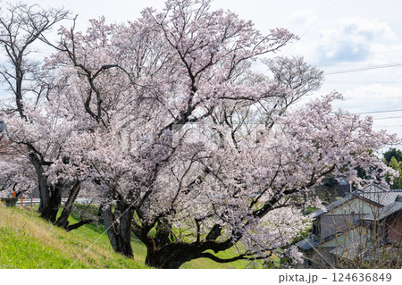 木曽川堤の桜　愛知県一宮 124636849