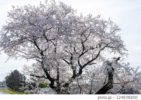 木曽川堤の桜　愛知県一宮 124636850