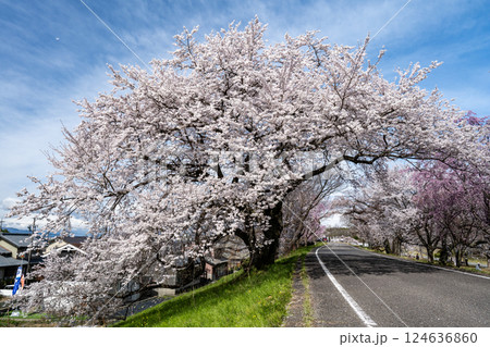 木曽川堤の桜　愛知県一宮 124636860