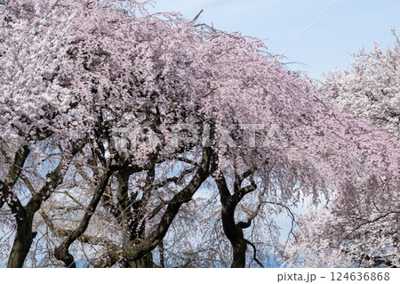 木曽川堤の桜　愛知県一宮 124636868