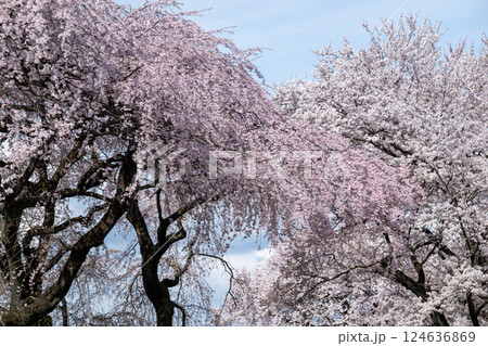 木曽川堤の桜　愛知県一宮 124636869