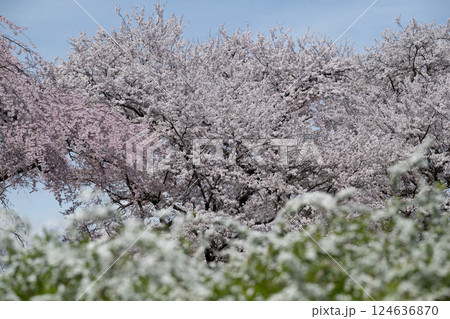 木曽川堤の桜　愛知県一宮 124636870