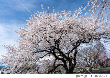 木曽川堤の桜　愛知県一宮 124636874
