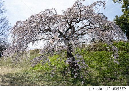 木曽川堤の桜　愛知県一宮 124636879