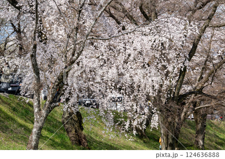 木曽川堤の桜　愛知県一宮 124636888