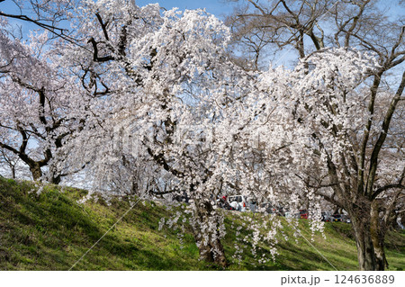 木曽川堤の桜 愛知県一宮 木曽川堤の桜 愛知県一宮 124636889