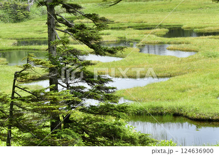 初夏の志賀高原四十八池 124636900