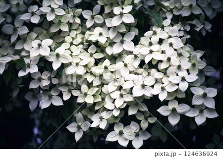 満開の白い花々 満開の白い花々 124636924