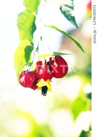 朝日を浴びて咲くウキツリボクの花 朝日を浴びて咲くウキツリボクの花 124636935