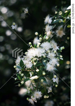 ギンバイカの花香る 124636946