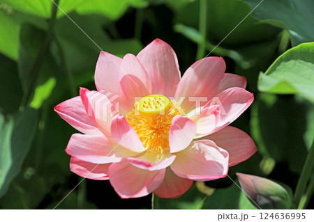 美しい蓮の花 124636995