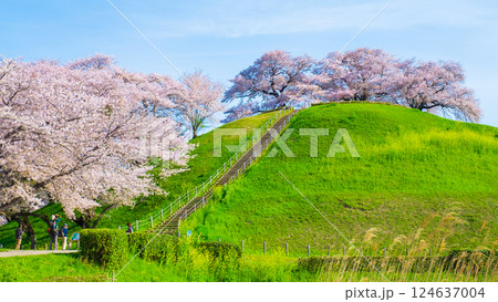 丸墓山古墳の桜（さきたま古墳公園） 124637004