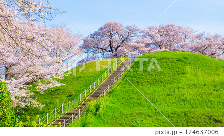 丸墓山古墳の桜（さきたま古墳公園） 124637006