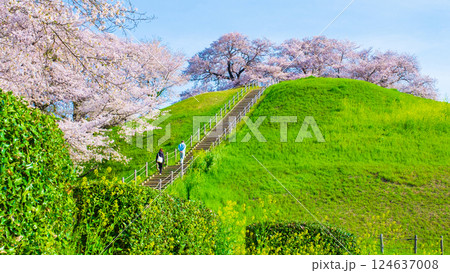 丸墓山古墳の桜（さきたま古墳公園） 124637008
