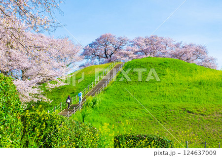 丸墓山古墳の桜(さきたま古墳公園) 丸墓山古墳の桜(さきたま古墳公園) 124637009
