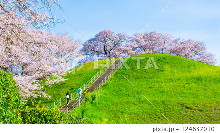 丸墓山古墳の桜（さきたま古墳公園） 124637010