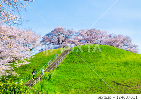 丸墓山古墳の桜(さきたま古墳公園) 丸墓山古墳の桜(さきたま古墳公園) 124637011