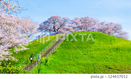 丸墓山古墳の桜（さきたま古墳公園） 124637012