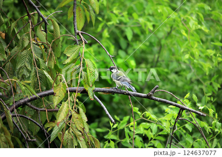 シジュウカラがセミの捕食をする シジュウカラがセミの捕食をする 124637077