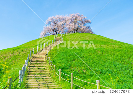 丸墓山古墳の桜（さきたま古墳公園） 124637078