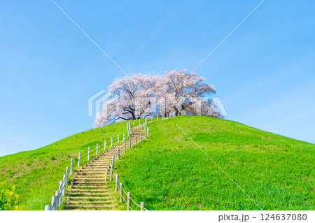 丸墓山古墳の桜(さきたま古墳公園) 丸墓山古墳の桜(さきたま古墳公園) 124637080