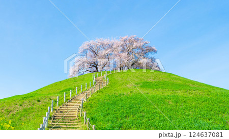 丸墓山古墳の桜(さきたま古墳公園) 丸墓山古墳の桜(さきたま古墳公園) 124637081