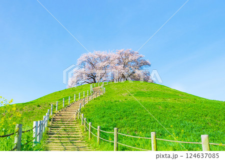 丸墓山古墳の桜(さきたま古墳公園) 丸墓山古墳の桜(さきたま古墳公園) 124637085