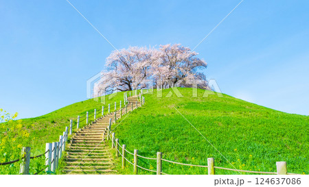 丸墓山古墳の桜(さきたま古墳公園) 丸墓山古墳の桜(さきたま古墳公園) 124637086