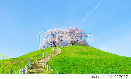 丸墓山古墳の桜（さきたま古墳公園） 124637087