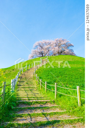丸墓山古墳の桜(さきたま古墳公園) 丸墓山古墳の桜(さきたま古墳公園) 124637089