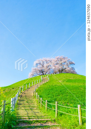 丸墓山古墳の桜（さきたま古墳公園） 124637090