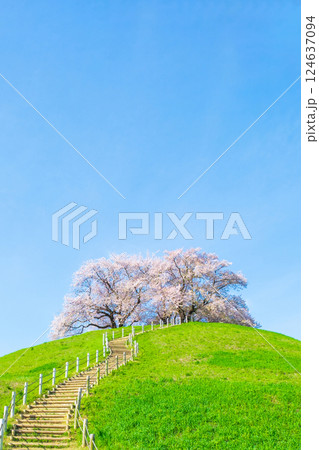 丸墓山古墳の桜(さきたま古墳公園) 丸墓山古墳の桜(さきたま古墳公園) 124637094