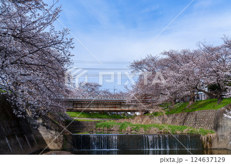 2025年春　奈良佐保の桜　佐保川の桜並木の間を抜けるJR大和路線の鉄橋と人工の滝 124637129