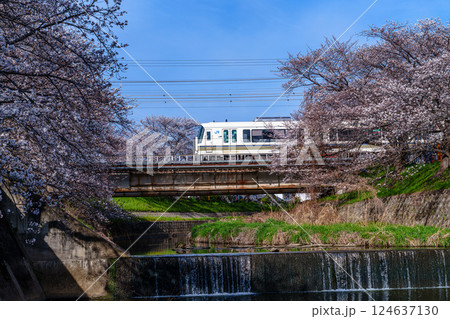 2025年春　奈良佐保の桜　佐保川の桜並木の間を抜けるJR大和路線の快速電車と人工の滝① 124637130
