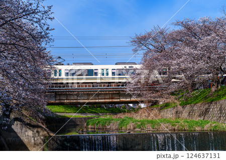 2025年春　奈良佐保の桜　佐保川の桜並木の間を抜けるJR大和路線の快速電車と人工の滝② 124637131