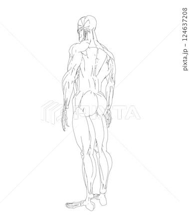 Human body anatomy male man contour , muscular system of muscles . Flat medical scheme poster of training healthcare gym outline, vector illustration. Male body muscular system sketch drawing. 124637208