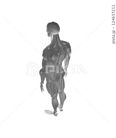 Human anatomy. Male body muscular system model. Anatomy of male muscular system - posterior and anterior view - full body. Polygonal body of man. 3D. Vector illustration. 124637211