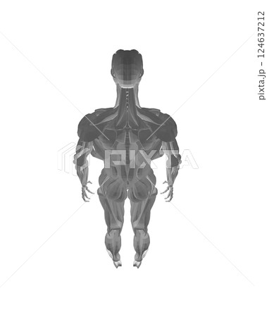 Human anatomy. Male body muscular system model. Anatomy of male muscular system - posterior and anterior view - full body. Polygonal body of man. 3D. Vector illustration. 124637212