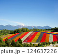カラフルな花畑　四季彩の丘 124637226